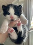 kattungar