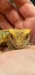 Ögonfransgecko hona
