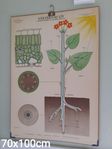 antik retro skolplansch 70x100cm