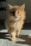 Kattunge 