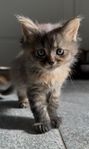 Kattunge