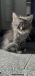 Kattunge