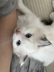Ragdoll kattungen 