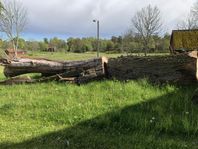 Alm stockar 1,2 m vid rotskär bortskänkes mot upphämtning