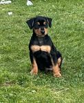 foderhem till pinscher valp