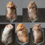 Leveransklara Guldhamsterungar 