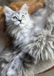 leveransklar Maine Coon