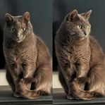Kastrerad hankatt