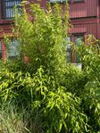 Bambu trädgårdsbuskar 2 st