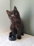 levklar maincoon hane