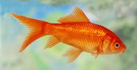 Guldfisk