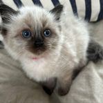 Tre underbara ragdoll ungar