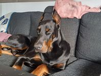 Doberman avel