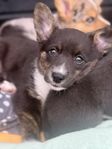 Welsh corgi cardigan valp letar förevigthem
