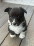 Valp- Welsh corgi cardigan