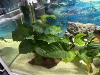Anubias barteri XXL 