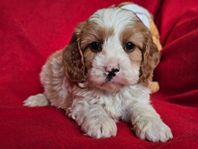 2  CAVAPOO, tik korthårig, hane långhårig 