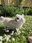 chihuahua hane sökes avel 