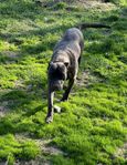 Presa Canario tik