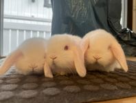 Dvärgvädur ungar med stamtavla 