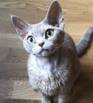 Omplacering Devon rex-hona 