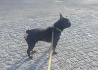 Fransk Bulldog