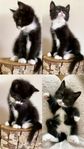 kattungar 
