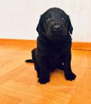 Labradoodle valpar