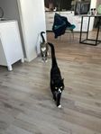 omplacering katter 