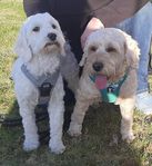 cockerpoo 
