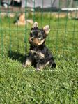 yorkshireterrier hane valp regg i skk 