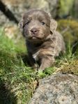 Mini Aussiedore valpar 
