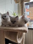Ragdoll kattungar 