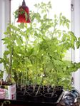 Tomatplantor