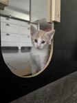 Kattunge