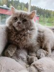 Selkirk Rex - rakpälsad hane 