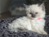 Ragdollkattungar med stamtavla