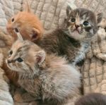 Kattungar 50% brittisk långhårig - Bästa start !