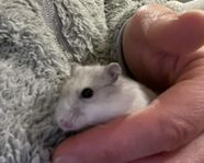 Dvärghamster med bur och massa tillbehör