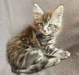 Maine coon kattunge med SVERAK stamtavla