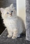 Ragdoll godingar 