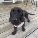 Wilma, snäll och positiv tax-blandras 8 mån, ca 4,5 kg