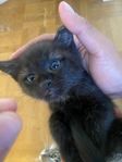 kattungar