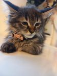 maine coon kattunge/turkish 