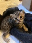 Bengal / Brittish shorthair kattungar