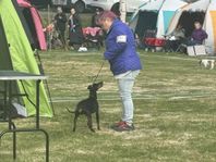 Manchester terrier 