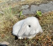 kaninbebisar / Dvärgvädur 
