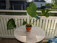 Monstera Deliciosa Söker Nytt Hem!