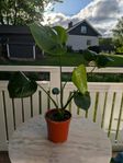 Monstera Deliciosa Söker Nytt Hem!