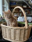 Maine Coon 75% chippade och vaccinerade